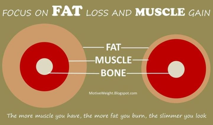 Focus-on-Fat-and-Muscle